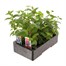 Fuchsia Trailing Collection 6 Pack Boxed BeddingAlternative Image3