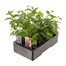 Fuchsia Trailing Collection 6 Pack Boxed BeddingAlternative Image2