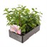 Fuchsia Trailing Collection 6 Pack Boxed BeddingAlternative Image3