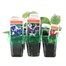 Fuchsia Trailing Collection Mini 6 Boxed Bedding Alternative Image