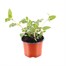 Fuchsia Trailing Julie Horton 10.5cm Pot BeddingAlternative Image1