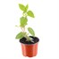 Fuchsia Trailing La Campanella 10.5cm Pot BeddingAlternative Image1