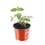 Fuchsia Trailing Southgate 10.5cm Pot BeddingAlternative Image1
