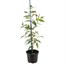 Fuchsia Whips Winston Churchill 13cm Pot Pot BeddingAlternative Image1