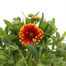 Gailardia Mesa Red 3L Pot Bedding Alternative Image