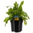 Gailardia Mesa Yellow 3L Pot Bedding Alternative Image
