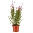 Gaura Gambit Rose 3L Pot BeddingAlternative Image1