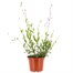 Gaura Gambit Rose Bi Colour 3L Pot BeddingAlternative Image1
