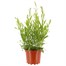 Gaura Gambit White 3L Pot BeddingAlternative Image1