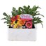 Gazania Daybreak 6 Pack Boxed BeddingAlternative Image1