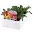 Gazania Daybreak 6 Pack Boxed BeddingAlternative Image4