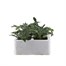 Gazania Kiss Frosty 6 Pack Boxed BeddingAlternative Image1