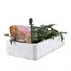 Gazania Kiss Frosty 6 Pack Boxed BeddingAlternative Image2