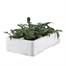 Gazania Kiss Frosty 6 Pack Boxed BeddingAlternative Image3