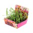 Gazania Kiss Mixed 20 Baby Bedding Cell Plug Plants Alternative Image