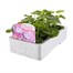 Geranium Appleblossom 6 Pack Boxed BeddingAlternative Image2