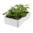 Geranium Appleblossom 6 Pack Boxed BeddingAlternative Image3