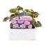 Geranium Bullseye Light Pink 6 Pack Boxed BeddingAlternative Image1