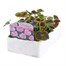 Geranium Bullseye Light Pink 6 Pack Boxed BeddingAlternative Image3