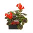 Geranium Bullseye Scarlet 6 Pack Boxed BeddingAlternative Image1