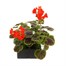 Geranium Bullseye Scarlet 6 Pack Boxed BeddingAlternative Image2