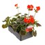 Geranium Bullseye Scarlet 6 Pack Boxed BeddingAlternative Image3