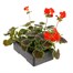 Geranium Bullseye Scarlet 6 Pack Boxed BeddingAlternative Image4