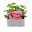 Geranium Coral Spice 6 Pack Boxed BeddingAlternative Image1