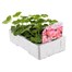 Geranium Coral Spice 6 Pack Boxed BeddingAlternative Image3