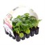Geranium F1 Hybrid White Baby Bedding Cell Plug Plants Alternative Image