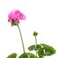 Geranium F1 Hybrids Candy Pink 13cm Pot BeddingAlternative Image2