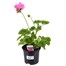 Geranium F1 Hybrids Candy Pink 13cm Pot BeddingAlternative Image1