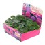 Geranium F1 Hybrids Candyfloss Mixed 20 Baby Bedding Cell Plug Plants Alternative Image