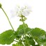 Geranium F1 Hybrids Glacis White 13cm Pot BeddingAlternative Image2