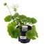 Geranium F1 Hybrids Glacis White 13cm Pot BeddingAlternative Image1