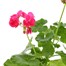 Geranium F1 Hybrids Shocking Pink 13cm Pot BeddingAlternative Image2