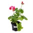 Geranium F1 Hybrids Shocking Pink 13cm Pot BeddingAlternative Image1