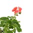 Geranium F1 Hybrids Stefanie Salmon 13cm Pot BeddingAlternative Image2