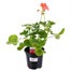 Geranium F1 Hybrids Stefanie Salmon 13cm Pot BeddingAlternative Image1