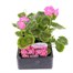 Geranium F1 Multibloom Rose 6 Pack Boxed BeddingAlternative Image1