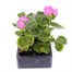 Geranium F1 Multibloom Rose 6 Pack Boxed BeddingAlternative Image2