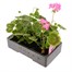 Geranium F1 Multibloom Rose 6 Pack Boxed BeddingAlternative Image3