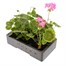 Geranium F1 Multibloom Rose 6 Pack Boxed BeddingAlternative Image4