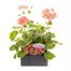 Geranium F1 Multibloom Salmon 6 Pack Boxed BeddingAlternative Image1