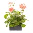 Geranium F1 Multibloom Salmon 6 Pack Boxed BeddingAlternative Image2