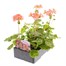 Geranium F1 Multibloom Salmon 6 Pack Boxed BeddingAlternative Image3