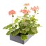 Geranium F1 Multibloom Salmon 6 Pack Boxed BeddingAlternative Image4