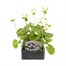 Geranium F1 Multibloom White 6 Pack Boxed BeddingAlternative Image1