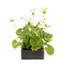 Geranium F1 Multibloom White 6 Pack Boxed BeddingAlternative Image2