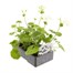 Geranium F1 Multibloom White 6 Pack Boxed BeddingAlternative Image3